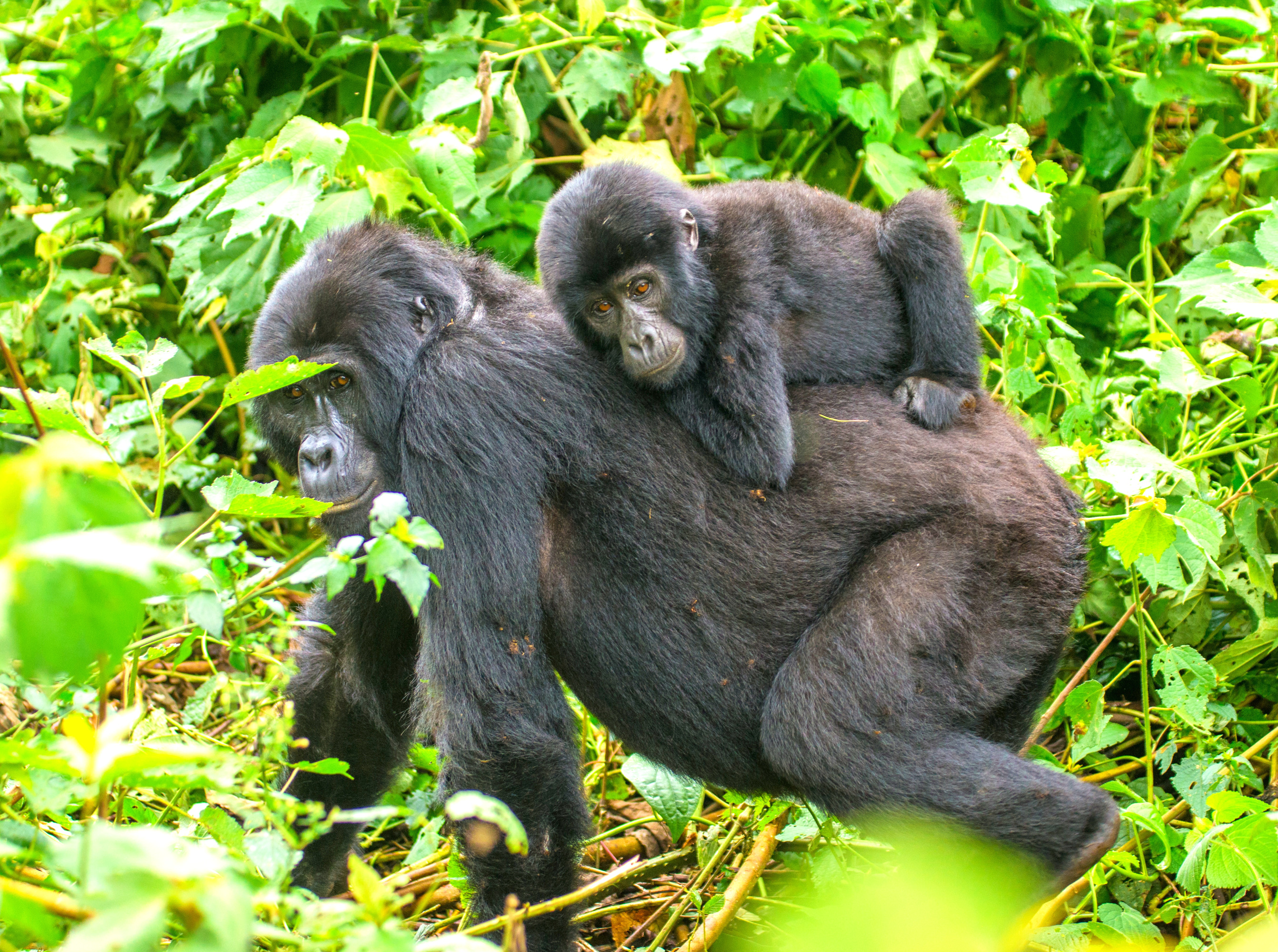 GORILLA TREKKING AND BATWA EXPERIENCE.