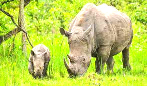 Rhino tracking and transfer to Entebbe International Airport / Kampala.