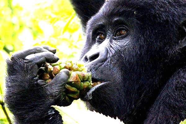 TRANSFER TO MGAHINGA NATIONAL PARK