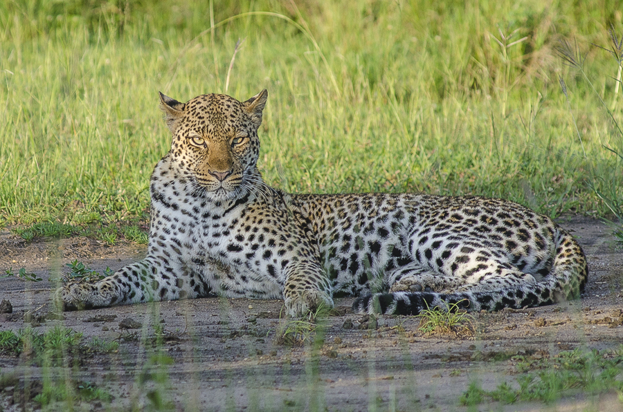 GAME DRIVE AND BIRD WATCHING.