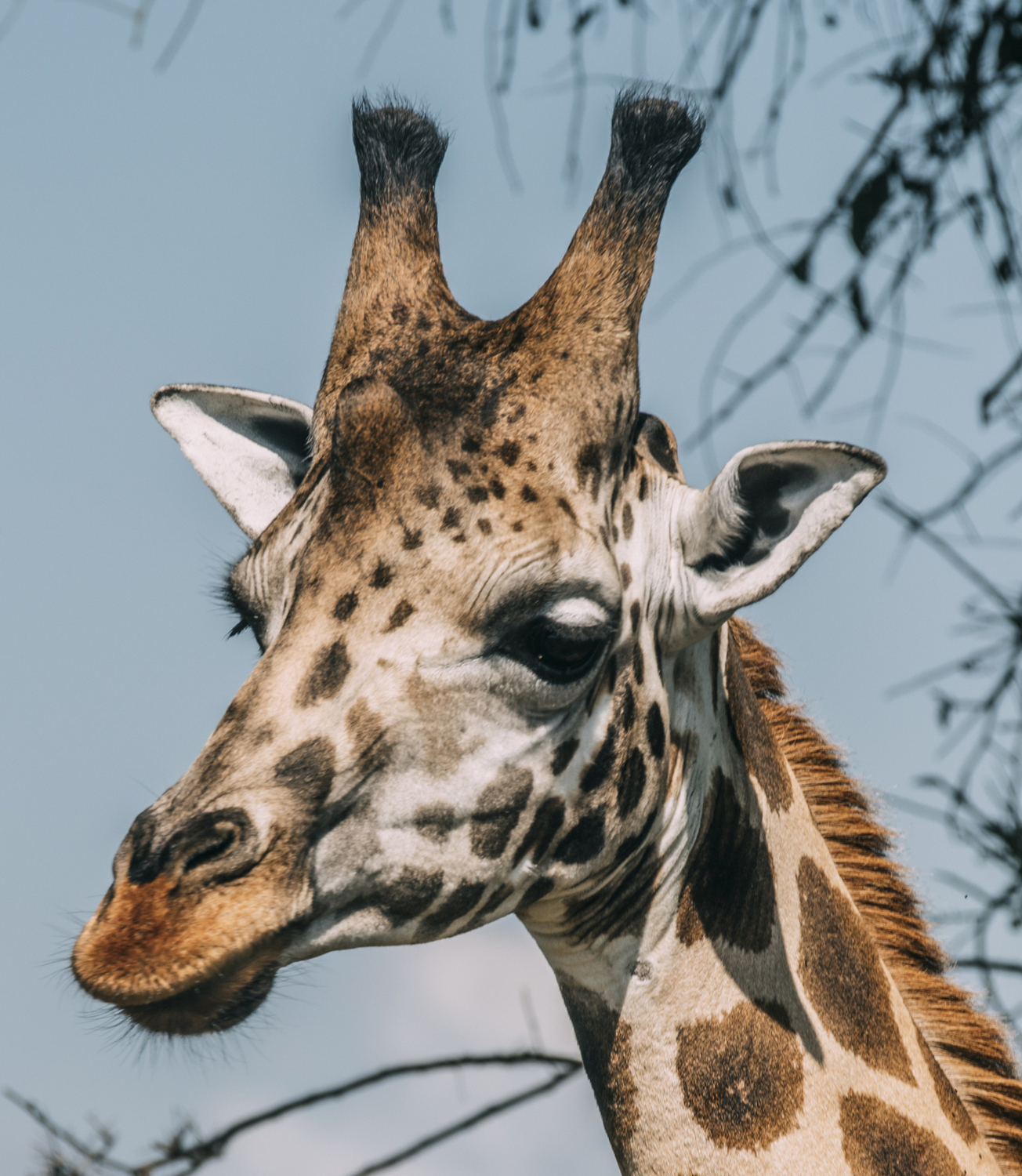 Transfer to Masai Mara National Reserve.