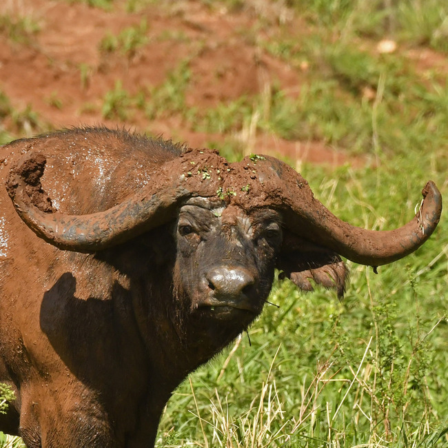 Transfer to Elizabeth National Park (Game drive and a Boat Cruise.)