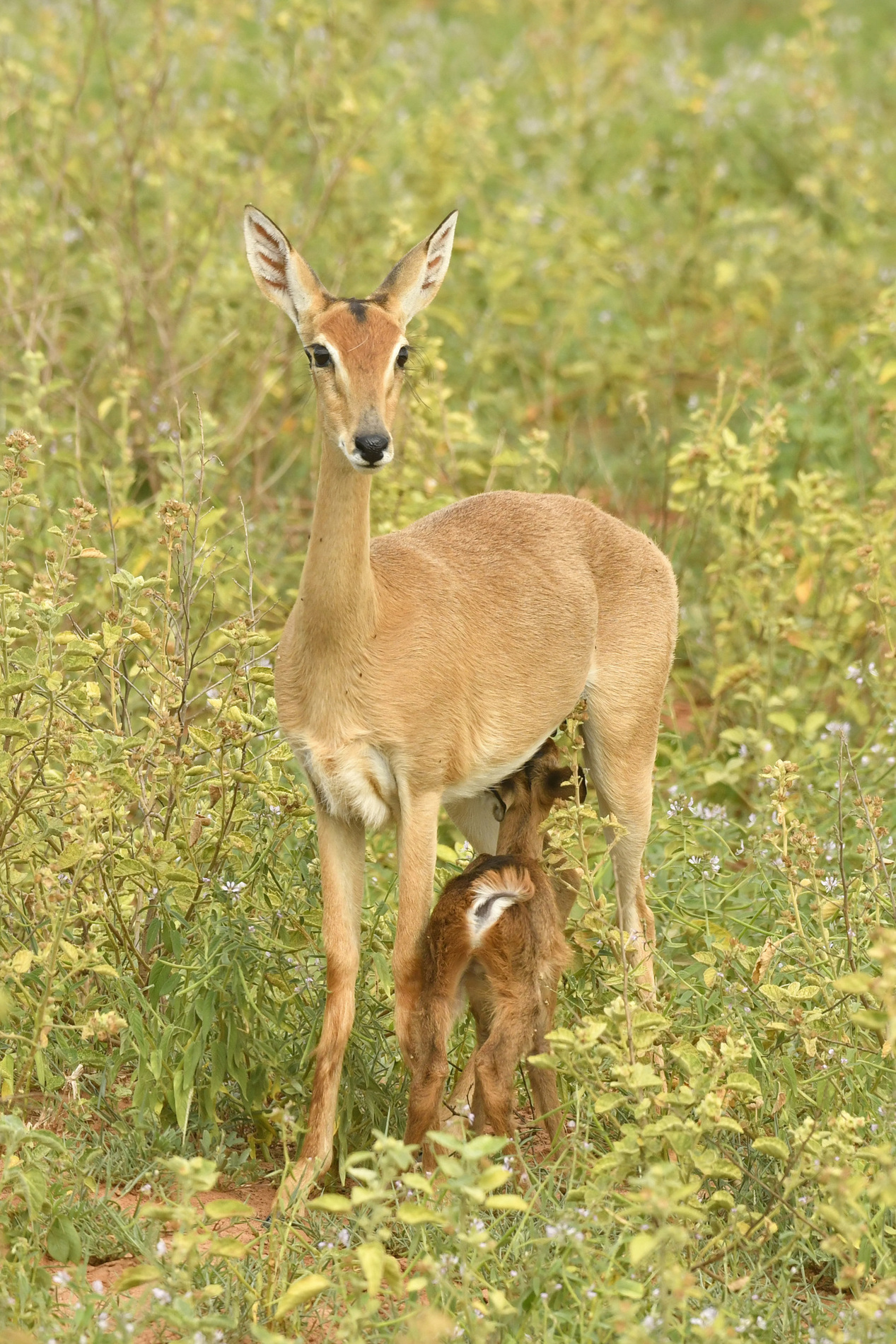 GAME DRIVE AND TRANSFER TO ENTEBBE.