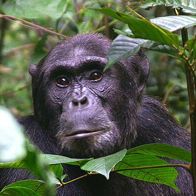 TRANSFER TO BWINDI IMPENETRABLE NATIONAL PARK