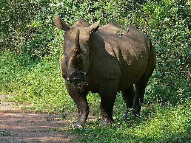 Transfer to Murchison Falls National Park.