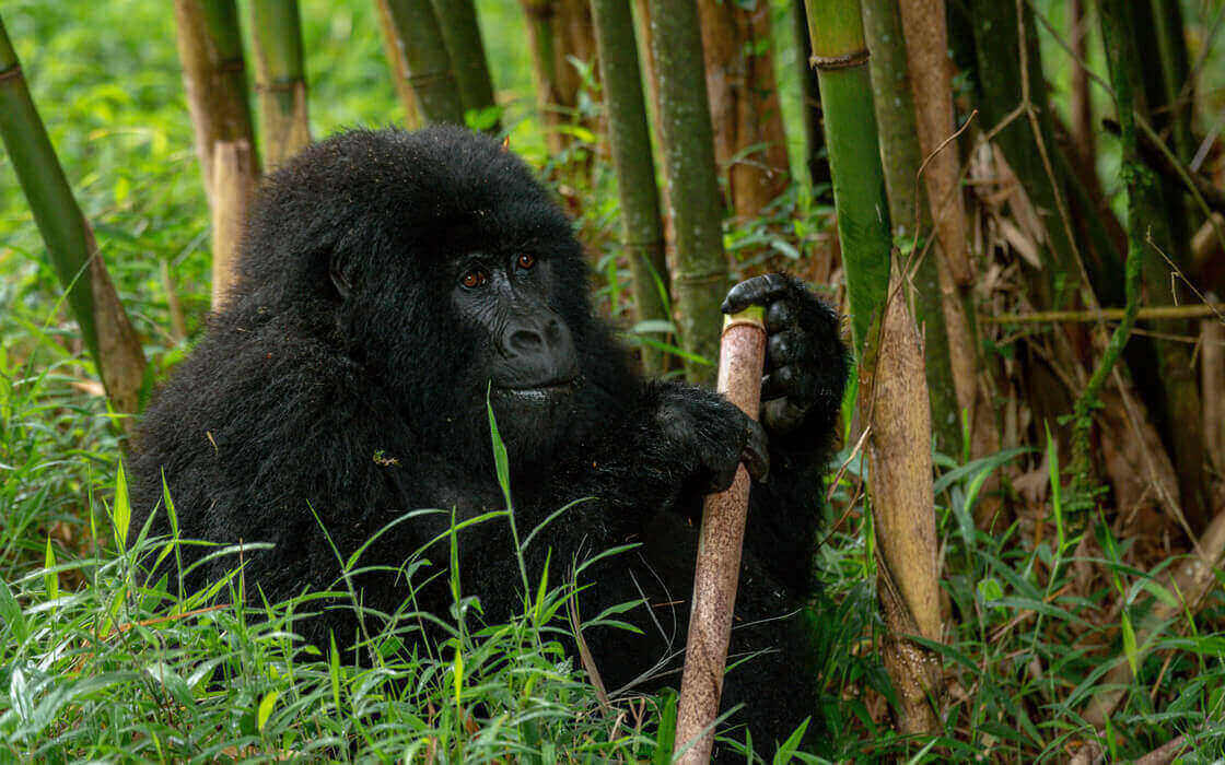 The Ultimate Guide to Mountain Gorilla Trekking in Uganda