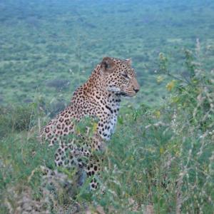 Explore Tsavo West National Park.