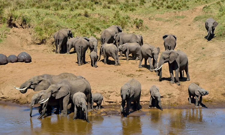 Full Day in Serengeti National Park.