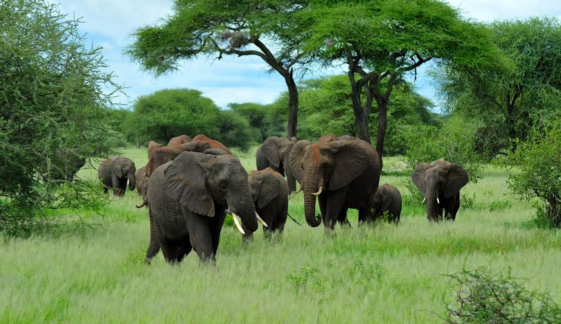 Arusha to Tarangire National Park.