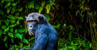 Transfer to Kibale National Park.