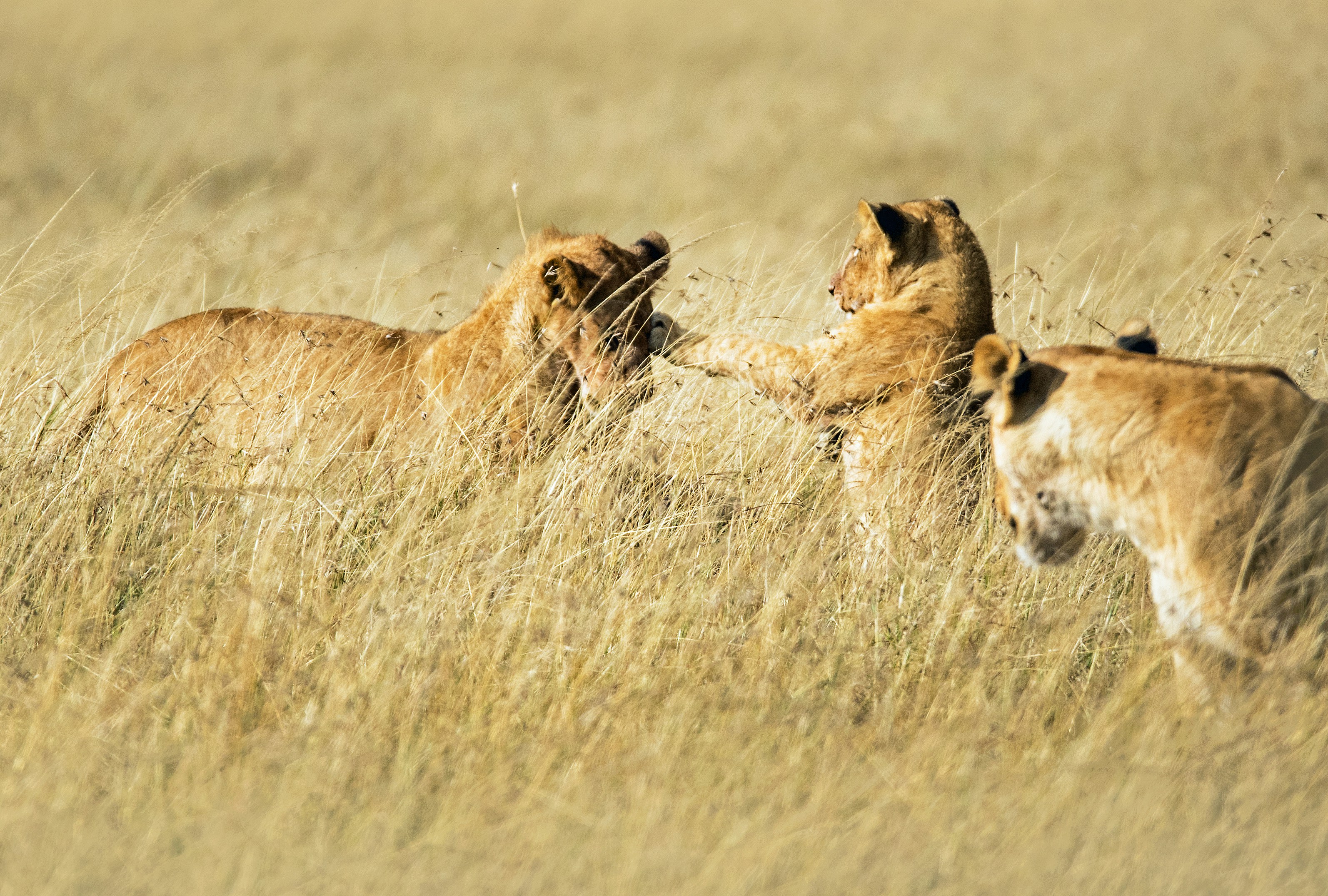 Masai Mara - Serengeti.