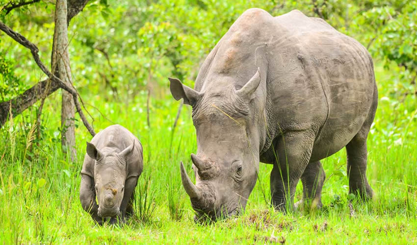 Discovering the Ziwa Rhino Sanctuary: Uganda’s Conservation Triumphew Post