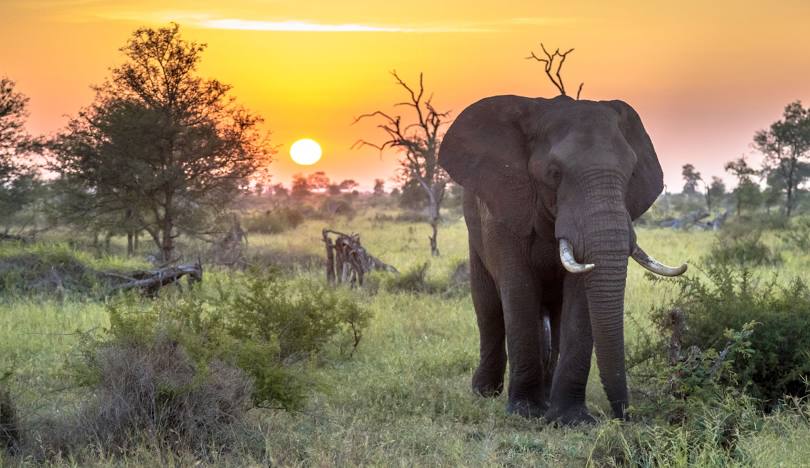 Transfer to Kruger National Park.