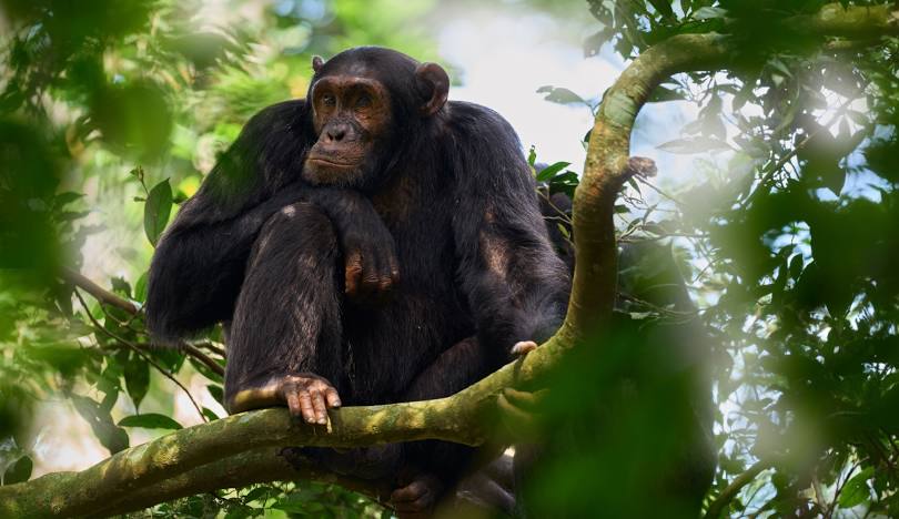 Chimpanzee Tracking.