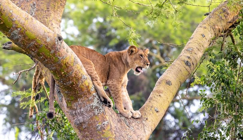 Uganda Wildlife Authority Announces Free National Park Access for Open Park Day – 17th to 18th October 2024.