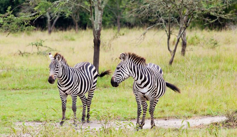 Transfer to Lake Mburo National Park- Boat Cruise.