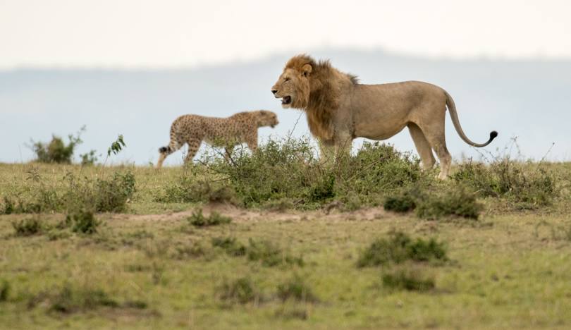 Transfer to Masai Mara.