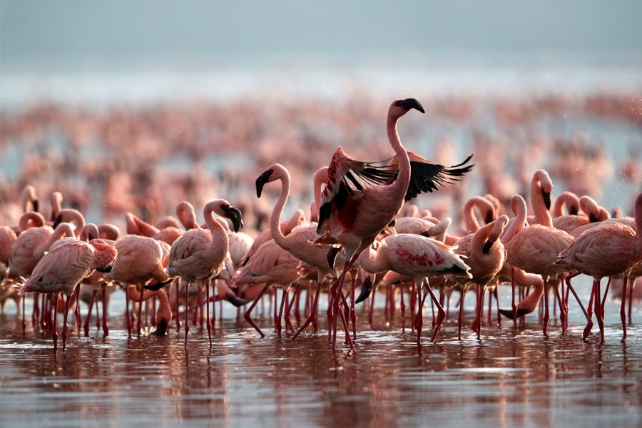 🦩 Flamingo Dreams: Discovering Uganda’s Pink Paradise...