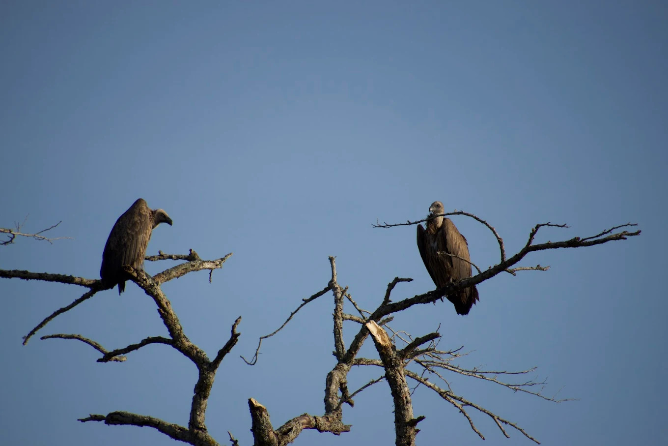 Samburu National Reserve – Full Safari Experience.