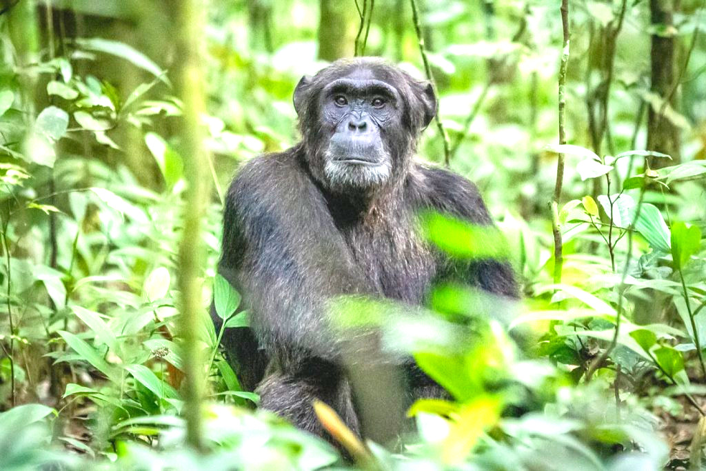 Chimpanzee Trekking and visiting Lake Katwe.