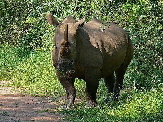 Rhino tracking and Transfer to Kampala.