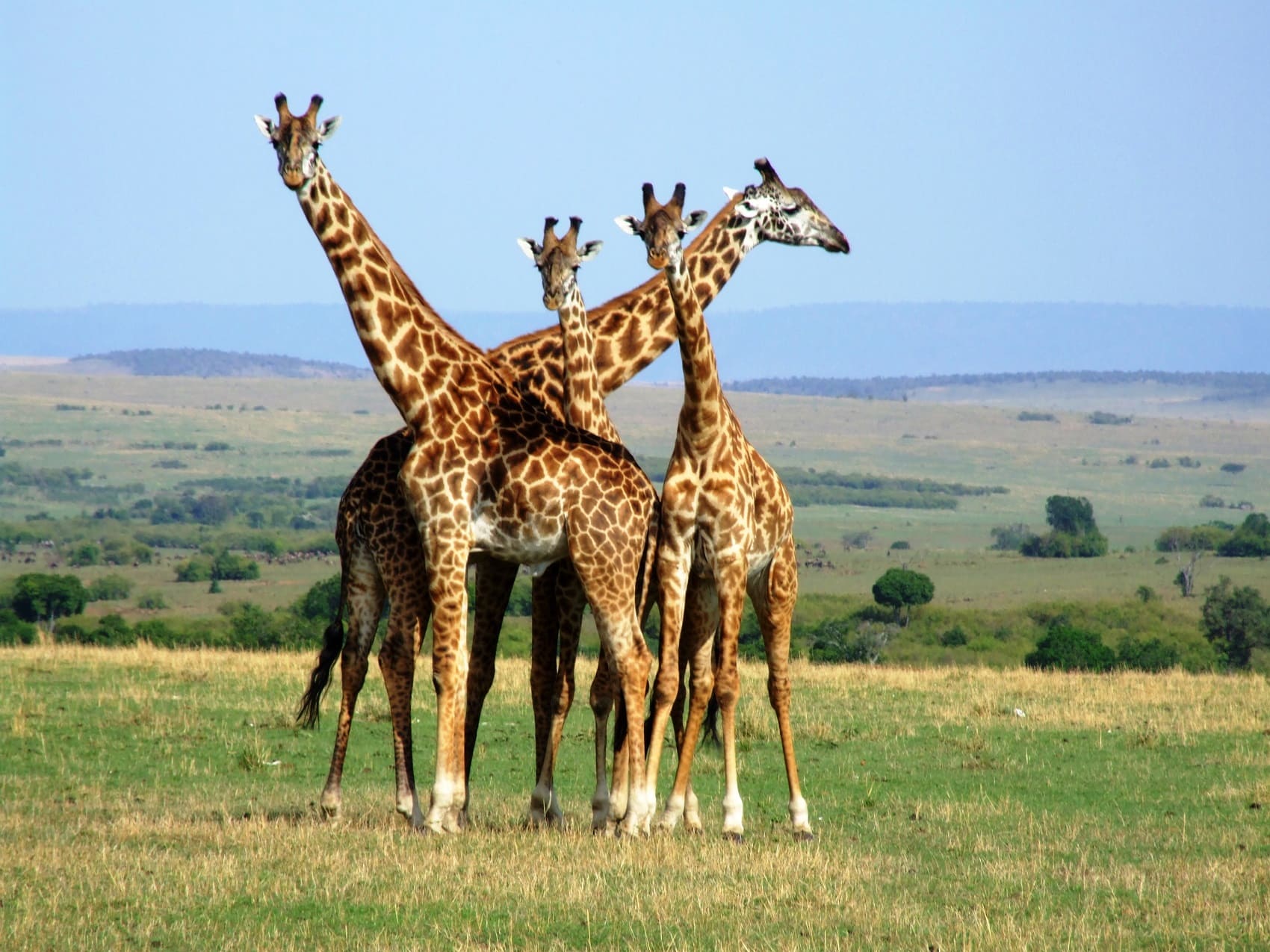 Transfer to Masai Mara National Reserve.