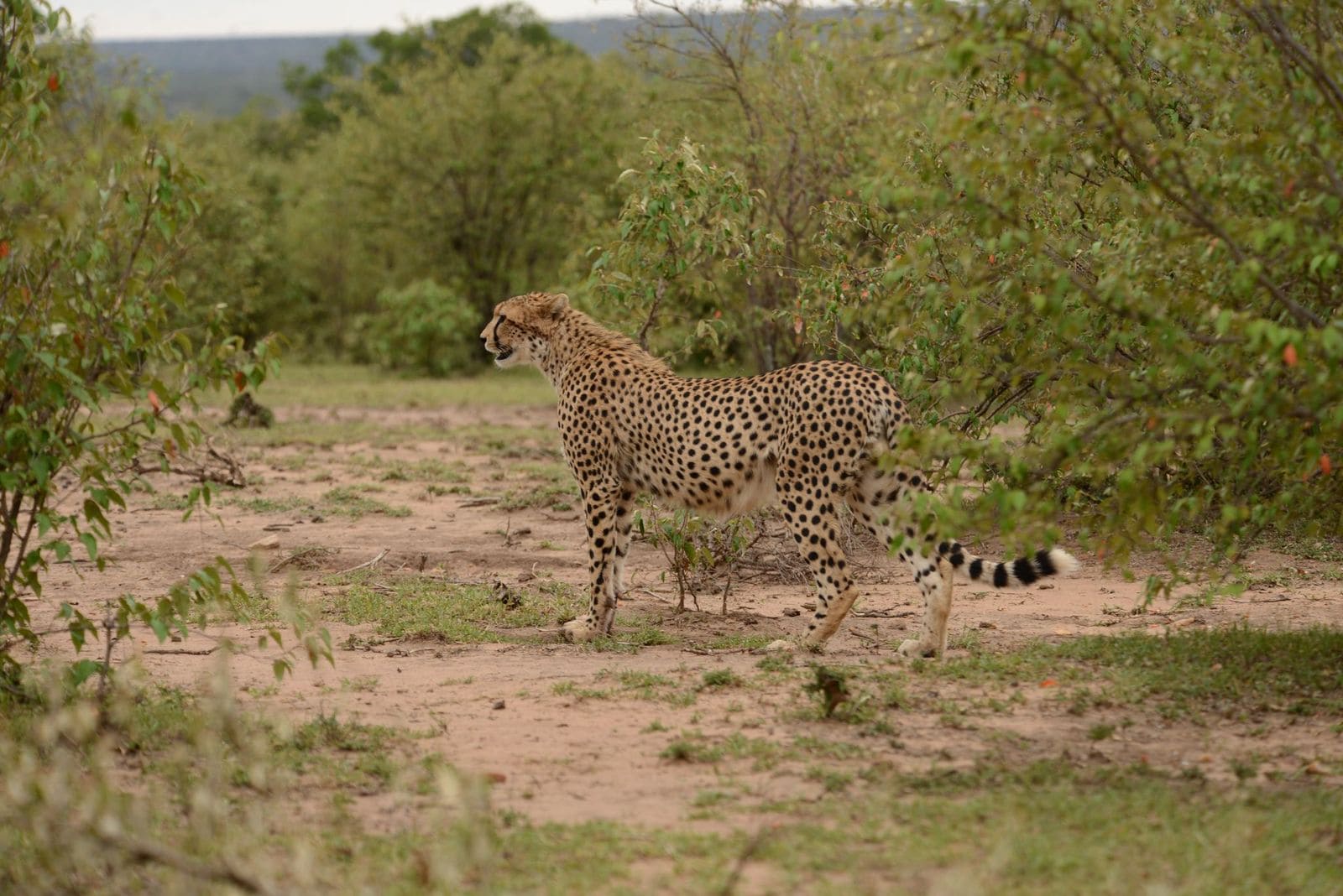 Masai Mara