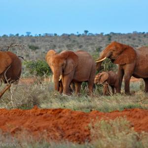 Transfer to Tsavo National Park.