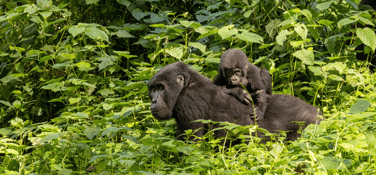 The Ultimate Guide to Mountain Gorilla Trekking in Uganda