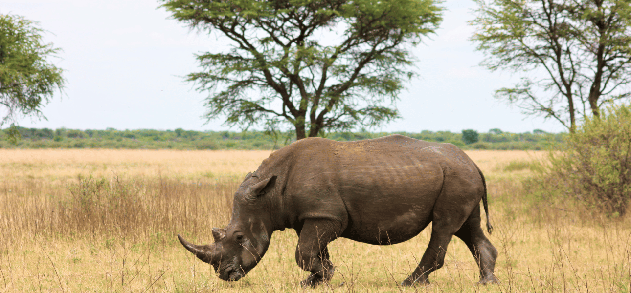 Currently Endangered Species in East Africa and How You Help with the Conservation Efforts