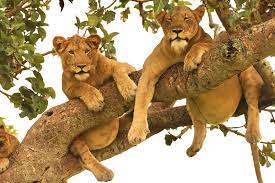 Tree climbing lions experience.