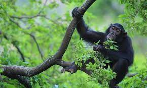 Chimpanzee tracking – Kibale.