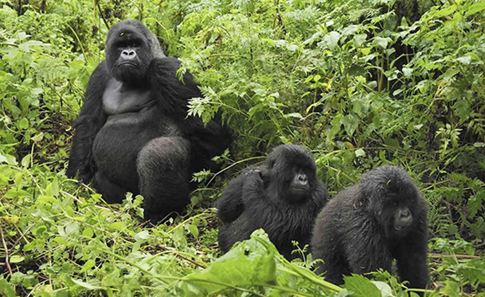 Gorilla Trekking Experience.