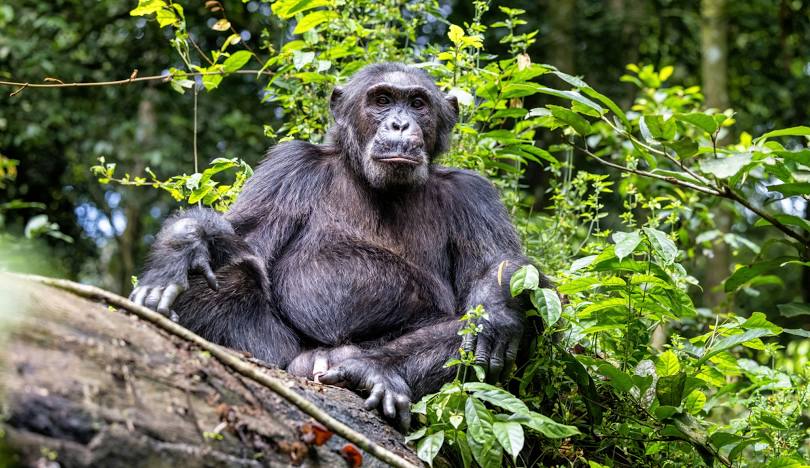 Chimpanzee Trekking – Kibale Forest.