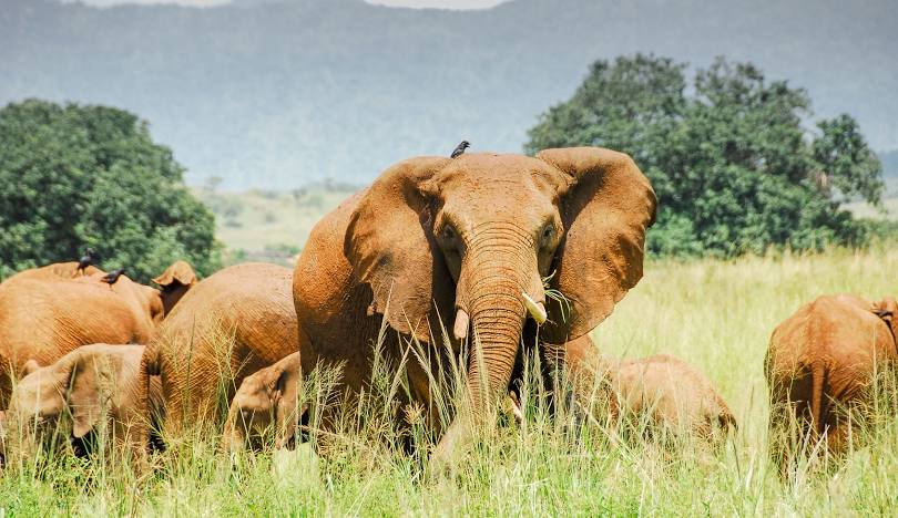 Transfer to Kidepo Valley National Park.