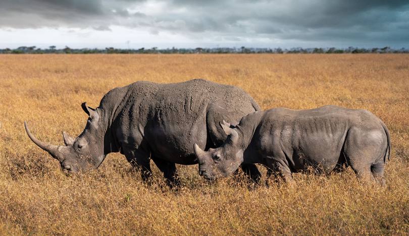 Adventure & Activities in Ol Pejeta.