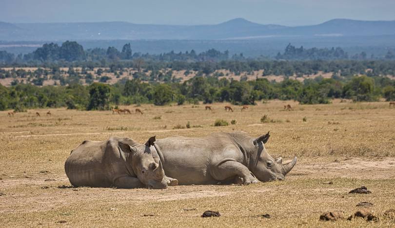 Arrival in Nairobi & Transfer to Ol Pejeta Conservancy.