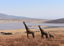 Serengeti – Ngorongoro Crater.